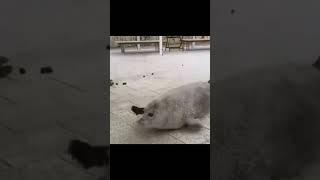 Wait ️ #seal #wait #meme #fypシ゚ #viral