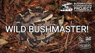 Finding a wild bushmaster in Costa Rica! The longest pit viper, venomous snake in the rainforest