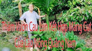 Thăm quan vườn cau lùn và măng cụt của lão nông Tiên Phước