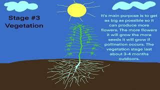 Get to know cannabis grow stages!