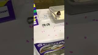 Cat parent + Scoop Buddy = Bliss ‍⬛  #litterboxhack #scoopbuddy #catlitterbox #cats