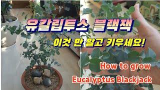 유칼립투스 블랙잭(Eucalyptus Blackjack) 키우는 방법 총정리!