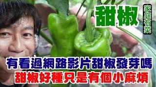 【家庭有菜】甜椒很好種，只有一點小秘訣要注意