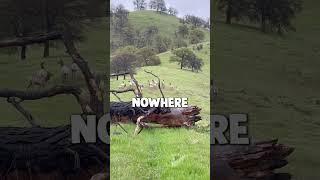 Pet donkey was found living his best life with a herd of elk