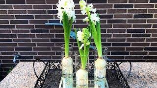 How to Grow Hyacinth in Water