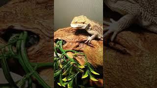 aggressive bearded dragon loves bananas