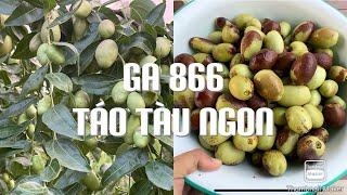 Hái Táo Tàu Ngon GA866 Cho Người Bạn tt764