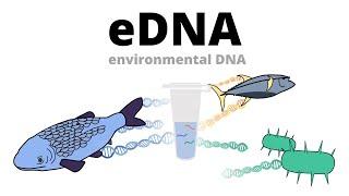 Biomonitoring using eDNA (environmental DNA)