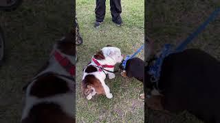 Ensō my | English bulldog | with his friend Alfred 