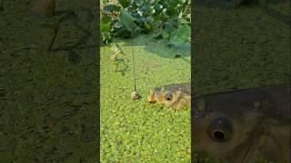 Big fish trap method 4 #fishing