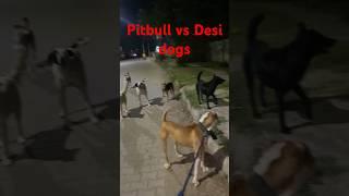 Pitbull 1 vs street dogs 10 Fights #Izmir Marsi #fighting #pitbull #animalshorts