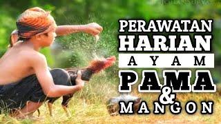 Daily Care of PAMA & MANGON Chickens