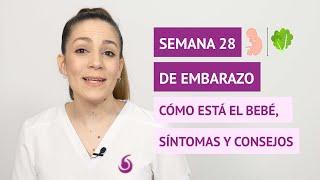 El bebé en la semana 28 de embarazo y síntomas y cambios que ocurren en la madre