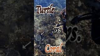  Sea Turtle vs. Coral  #Shorts