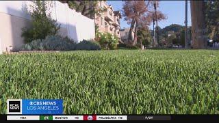 Turf thief wanted in Studio City