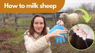 How to Milk a Sheep Like a Pro!