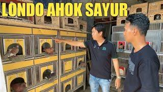 KABAR TERKINI MERPATI IQ99 TJAN BILLY DAN LONDO BAPAK JOWO MERPATIKU