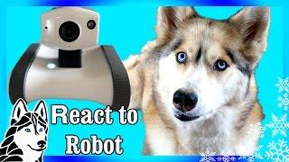 My Dog Reacts to Robot Riley | Husky reacts to Robot