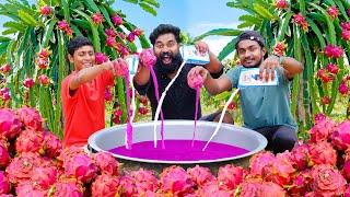 100 KG Dragon Fruit Milk Shake | ഡ്രാഗൺ പഴം ഷേക്ക് അടിച്ചപ്പോൾ | M4 Tech |