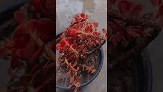 red jade plante