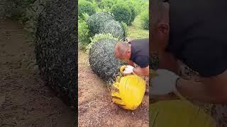 Root wrapping process for the landscape tree