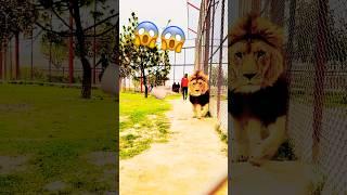 That's Why Lion is King | Shero Ka Badshah #animallover  #lion