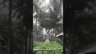 Chiều mưa #nature #gardening #karaoke