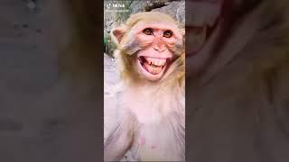 Laughing monkey