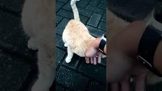 Tips to start your workout more effectively. #fitness #cats