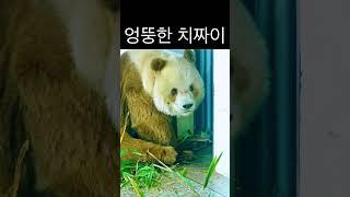 이 판다는 헤어나올 수 없습니다. #panda #판다 #다판다 #shorts #치짜이