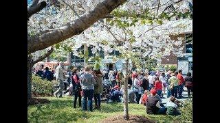 Discover the International Cherry Blossom Festival in Macon, GA