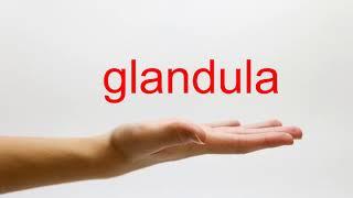 How to Pronounce glandula - American English