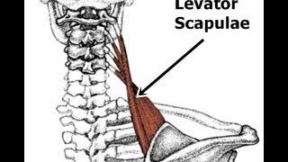 Intro to Muscle Naming: Characteristics Used to Name Muscles