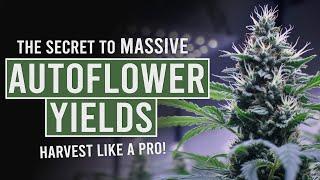 How to Yield Big with Autoflowers: Maximizing Your Cannabis Harvests!