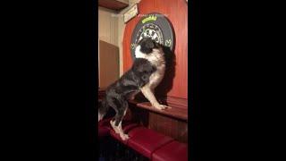 Irish collie collects and returns darts for pub players