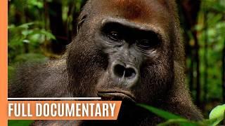 Going Ape - The Fascinating World of Primates | Full Documentary