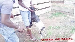 BEST GOAT FARMING PRACTICES - CONTROLLING ECTOPARASITE