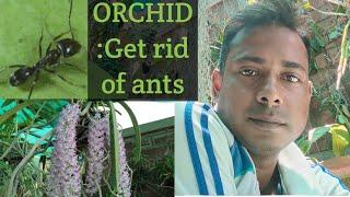 অর্কিডে খুব পিঁপড়ে লেগেছে,কি করা উচিৎ?#bengali #ant #orchidworld #orchid#insects @SandipOrchid