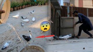 Bohat Mushkil Sa Pkra Ya Shehrazi Kabootar || Trying To Catch A Beautiful  Pigeon. #itspigeonlover