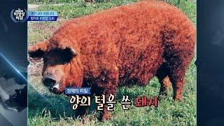 헝가리의 양 닮은 '망갈리차 돼지' 삼겹살에 마늘까지! 한국인 줄~ 비정상회담 93회