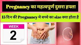 2 Weeks Pregnancy Symptoms And Baby Size || MatrutvaYatra #pregnancytips #pregnancysymptoms #baby