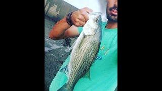 BEST HYBRID STRIPED BASS/ STRIPER LURES!!!