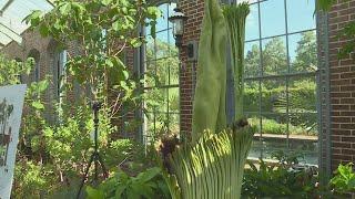 Corpse flower blooming at Missouri Botanical Garden