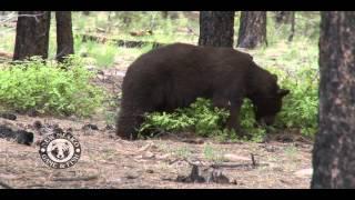 Where Are All the Bears This Year? Sandia Mountains Black Bear Habitat Forecast