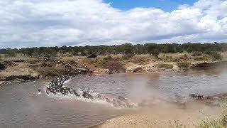 30,000 wildebeest cross the Mara River - Part 1