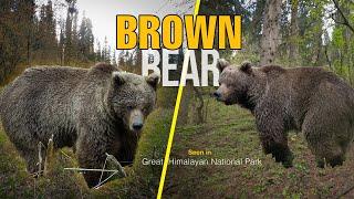 Surprise encounter of Brown Bear