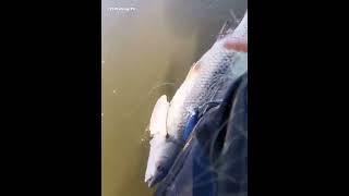 Amazing Fishing  Fishing Video  The big grass carp has no strength at all. Just lift it up to s