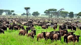 The Serengeti: Plain Facts about National Park & Animals.