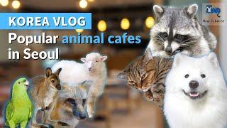 The Best Animal Cafes in Seoul, Korea | Cat, Dog, Sheep and Meerkat Cafe