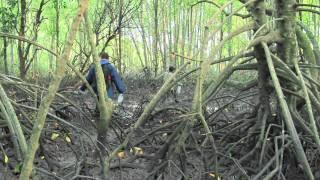 Impact: Research Adventure for Undergraduate Students